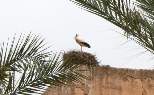 La cigogne de Marrakech ! 