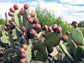 Indian_Fig_-_Opuntia_ficus-indica