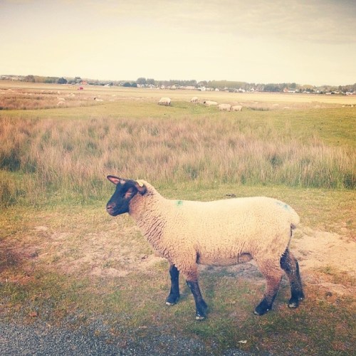 0e9d0370cc9811e3a34a0002c9916f8c_8