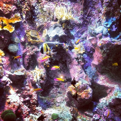 10175117_300365560118178_1583400405_n