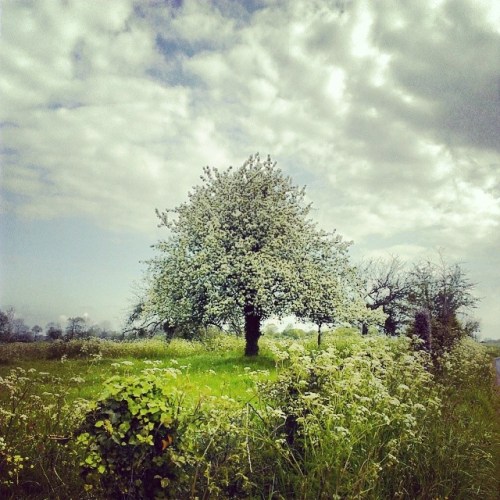 10245917_247560085435293_1604658012_n