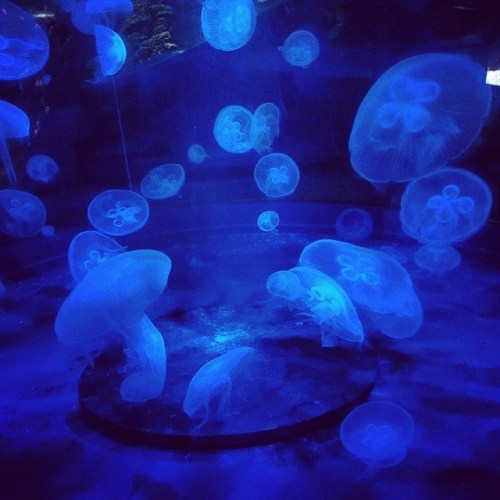 1517176_652656908117208_1773368670_n